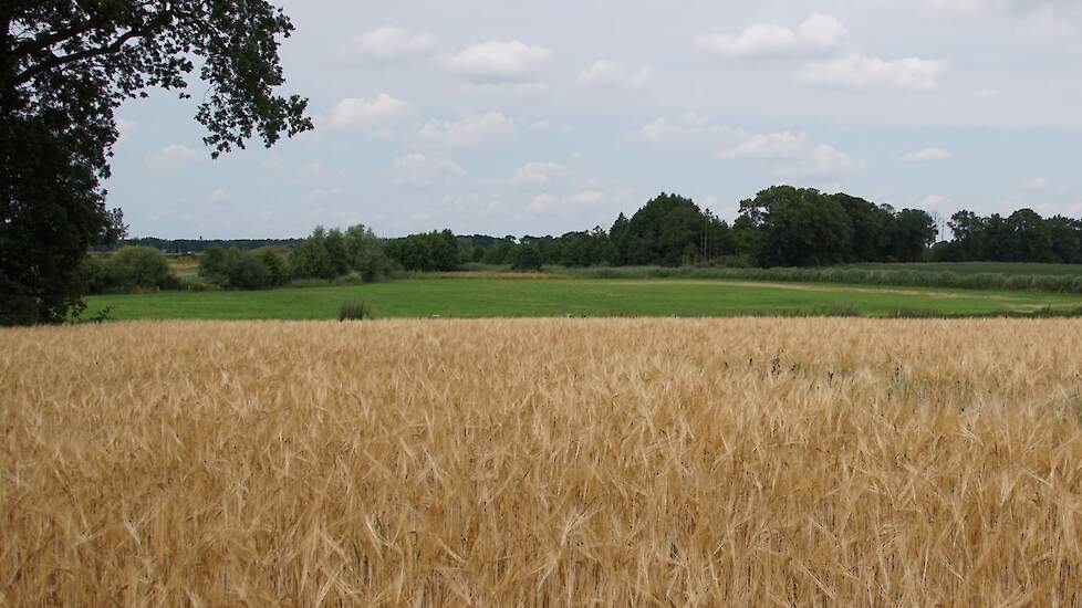 Akkerbouwgewas en gras in hetzelfde gebied