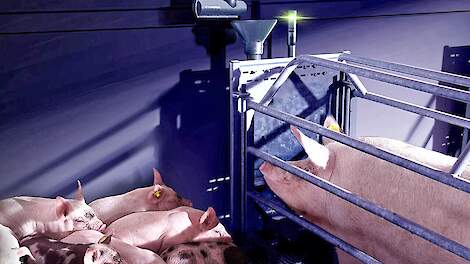 De Nedap Kraamstalvoeren met draadloze Activator is een van de producten die Nedap Livestock Management heeft ontwikkeld voor de varkenssector.