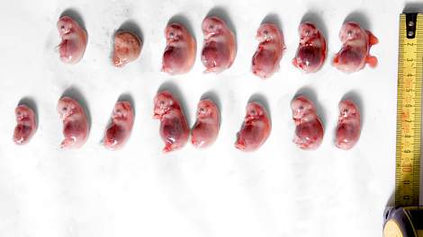 Variatie binnen een toom op dag 35 van de dracht. De embryo’s liggen op volgorde van einde van de baarmoederhoorn (links) naar baarmoedermond.