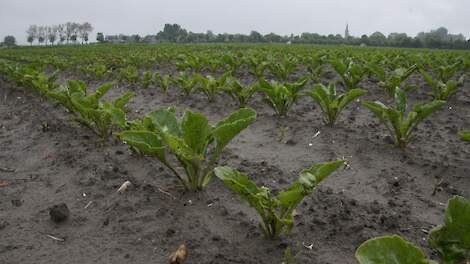 Jonge suikerbietenplantjes