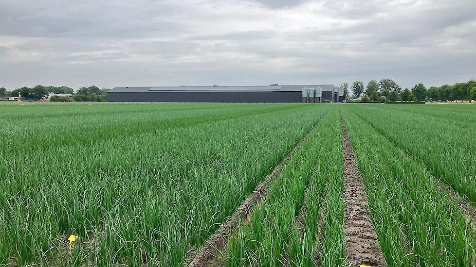 Op dit uiendemoveld in het Noord-Limburgse Ysselsteyn vindt maandag 7 augustus de uienmiddag plaats.