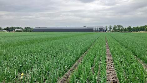 Op dit uiendemoveld in het Noord-Limburgse Ysselsteyn vindt maandag 7 augustus de uienmiddag plaats.