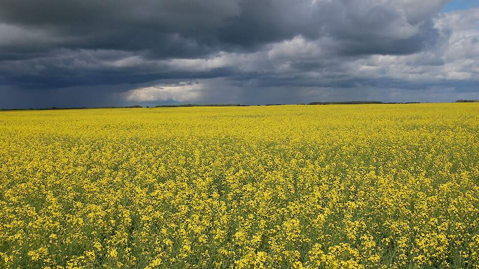 Koolzaadveld in Saskatchewan