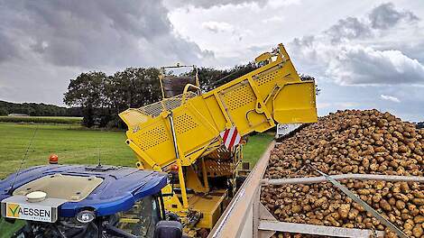 Op de zandgronden werden afgelopen week Zorba's voor de frite-industrie gerooid.