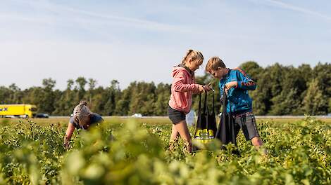 De Nationale Aardappelrooidag is op zaterdag 2 september.