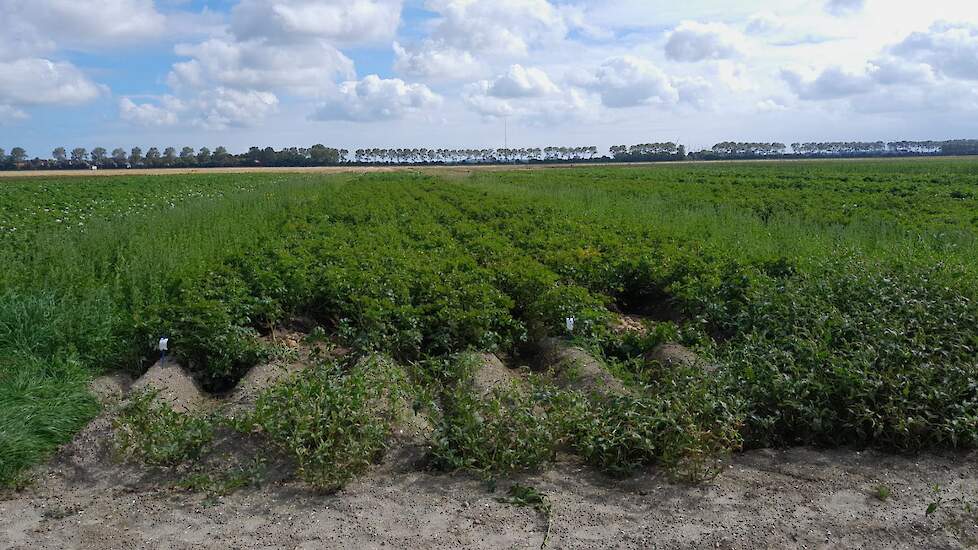 Op het aardappelveld in Slootdorp zijn ook de resultaten van diverse behandelingen tegen Rhizoctonia te zien.