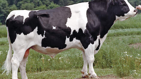 De in 1973 geboren Valiant behoorde tot de bekendste stieren die Heemskerk heeft geïmporteerd.