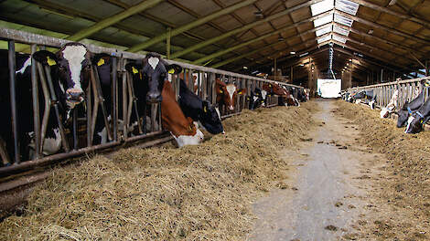 De droge koeien (links) staan tegenover de melkkoeien. De afkalfhokken sluiten aan op de huisvesting van de droge koeien.