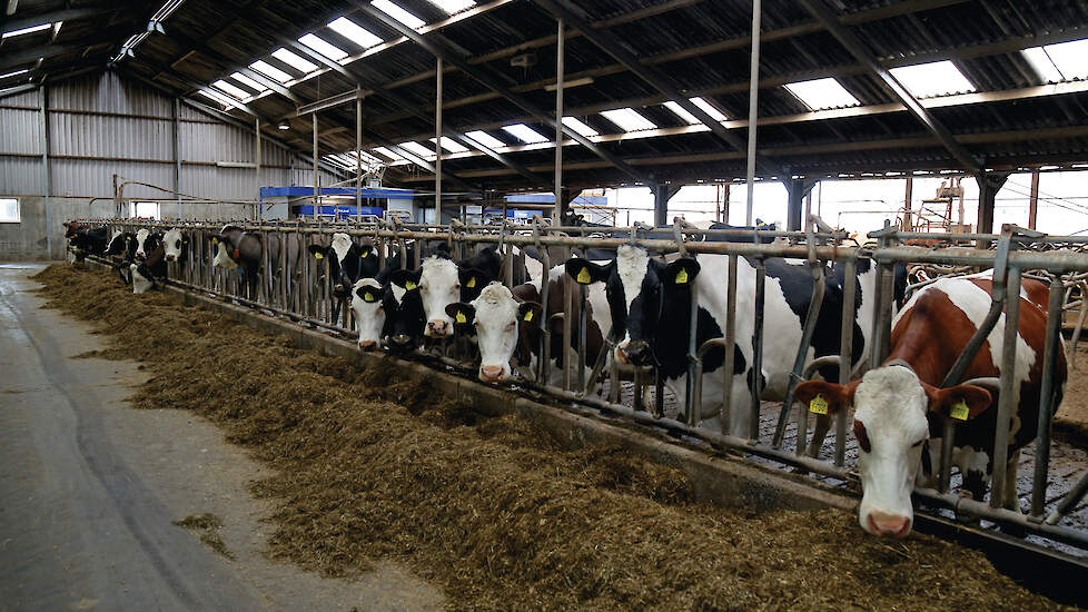 Uiteindelijk gaat het om het resultaat in de stal. Ondanks nauwkeurige voorspellingen blijft het nodig om op basis van de praktijk bij te sturen. De koe liegt niet.