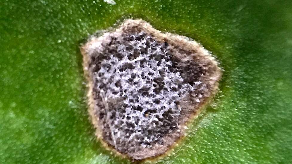 Vlekje veroorzaakt door cercospora. De vlekken kunnen worden verward met bladvlekken veroorzaakt door de bacterie pseudomona, waartegen geen bespuiting kan worden uitgevoerd.