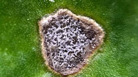 Vlekje veroorzaakt door cercospora. De vlekken kunnen worden verward met bladvlekken veroorzaakt door de bacterie pseudomona, waartegen geen bespuiting kan worden uitgevoerd.