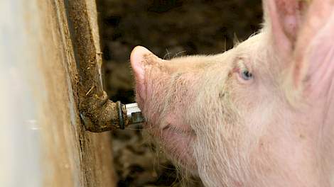 Varkens rechtstreeks uit drinknippels laten drinken, biedt de beste garantie op schoon water voor het varken.