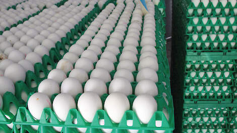 De schade van het eierkartel kan oplopen tot ruim boven de 100 miljoen euro.
