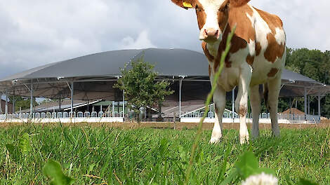 De stal is onder meer rond vanwege het aangename klimaat voor de koeien onder zo’n dak.