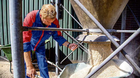 Verse koeien krijgen bij Ben Lammers vanaf afkalven tot 120 dagen in lactatie dagelijks 3 kilogram geplette wintergerst.