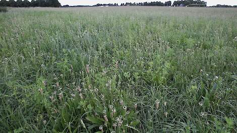 Kruidenrijk grasland in de Gelderse Achterhoek.