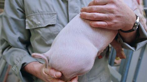 Wil je succesvol varkens houden met ongecoupeerde staarten, dan is de opfok tot 30 kilo cruciaal, stelt de Vugts. Het grootste risicomoment zit rond het spenen.