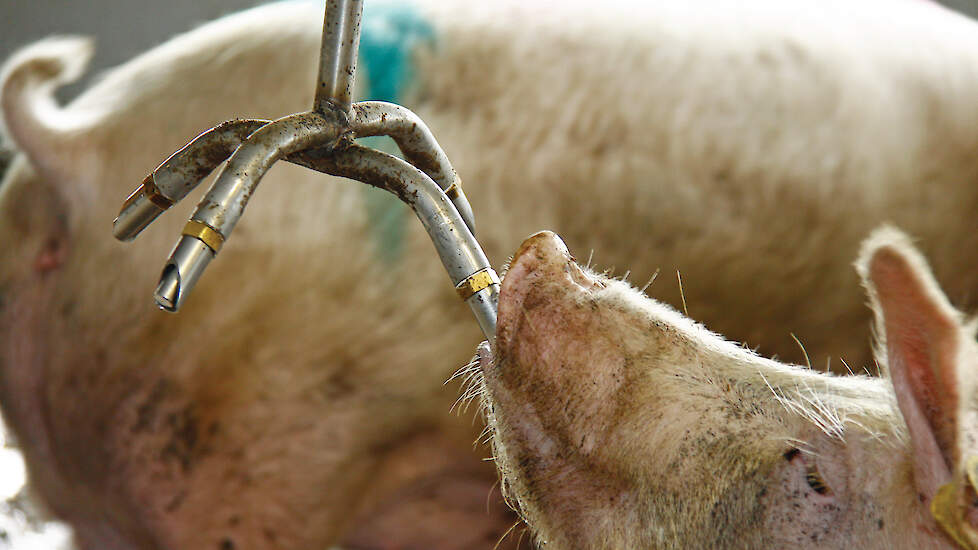 Het positieve effect van voldoende wateropname van de zeug was zeer opvallend, zowel bij pasgeboren biggen, grotere biggen als bij vleesvarkens