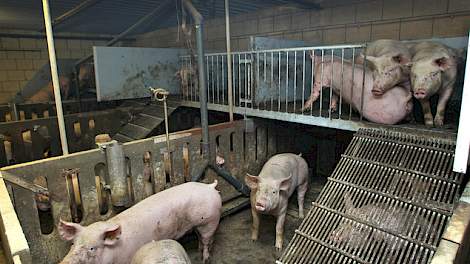 Plateaus in varkensstallen verbeteren het dierenwelzijn, maar leveren meer werk op voor de varkenshouder.