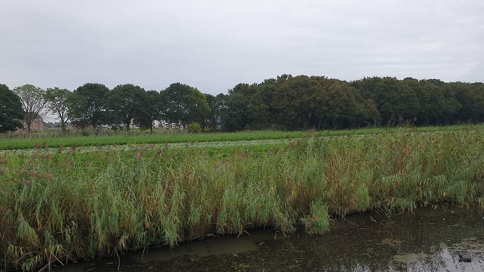 Foto vanuit tuin genomen. Afstand fotograaf tot perceel is minder dan 20 meter.