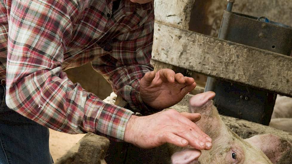 Varkenshouder Jan Willemsen heeft een vleesvarkensbedrijf met 300 vleesvarkens in Putten.