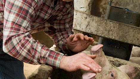 Varkenshouder Jan Willemsen heeft een vleesvarkensbedrijf met 300 vleesvarkens in Putten.