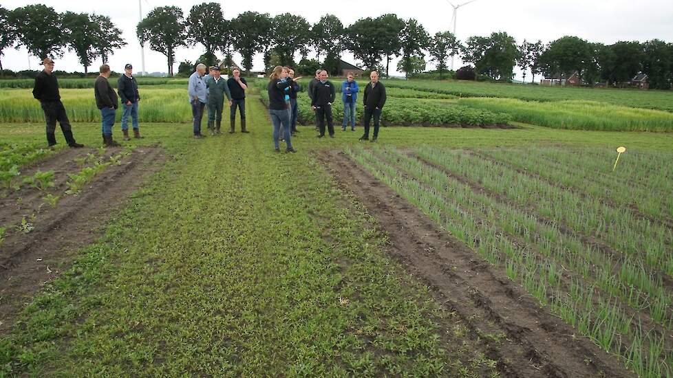 HLB onderzoeksveld