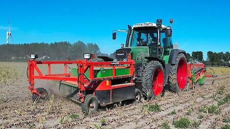 2023. Rode uien rooien van start met Holaras. Bakker Bierum in Bierum.