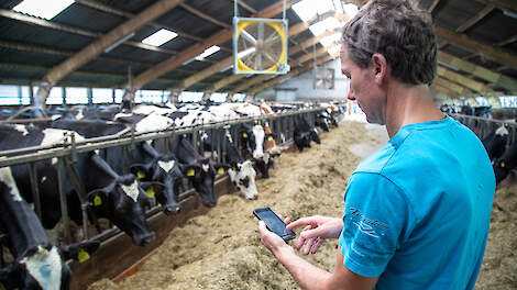 Op zijn telefoon kan Corné van Oosterhout de concentratie van ammoniak en CO2 in de stal aflezen. Op basis hiervan wordt de uitstoot van ammoniak per dierplaats per jaar berekend.