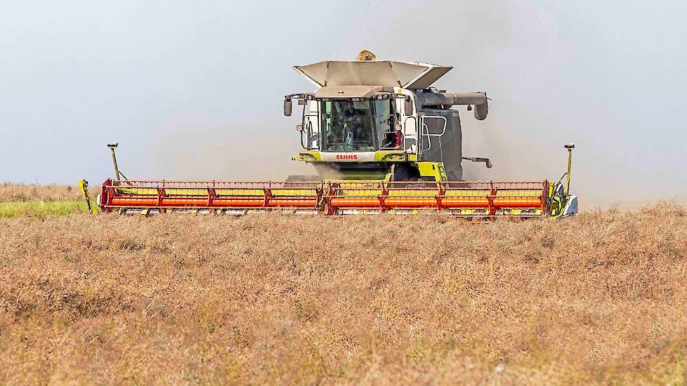 Mosterdzaad dorsen met een Claas Lexion 600.