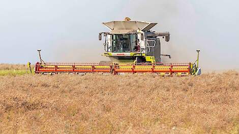 Mosterdzaad dorsen met een Claas Lexion 600.