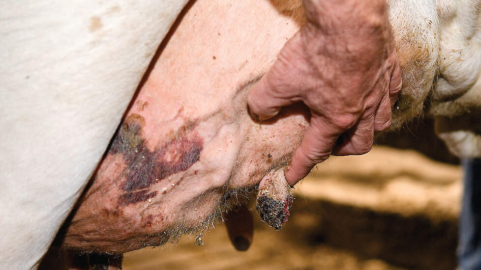 Beschadigde spenen met korsten zijn een van de verschijnselen van een besmetting met blauwtong.