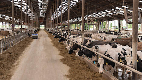 De koeien van Janek Böschen worden twee keer per dag gevoerd waarbij de losse grondstoffen eerst met water worden geweekt in een mengwagen.