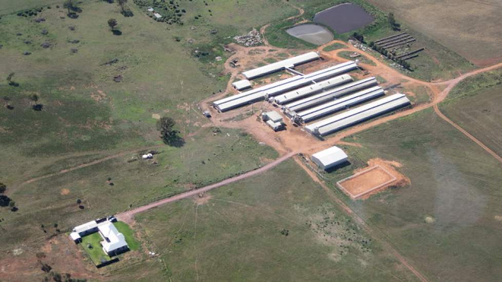 Het gesloten bedrijf Selko Piggery in Narrandera met 500 zeugen.