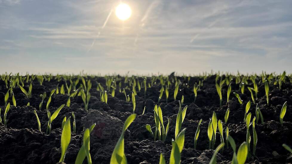 Zaaien tot 20 oktober is mogelijk zonder significante opbrengstdaling