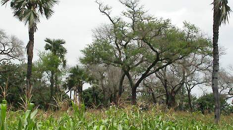 Agrobosbouw in Burkina Fasso.