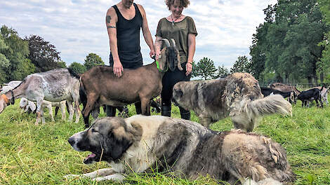 Twee grote Karpatische herders bewaken de kudde geiten van Veroon en Gerrit Bosje tegen ongewenst bezoek, mocht het wolfwerende raster niet afdoende zijn.