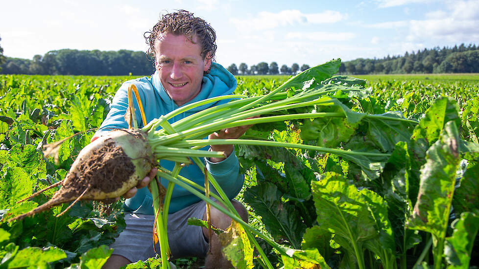 Horsmans kiest voor de vroeglevering altijd bieten op een perceel dat de groei minder lang volhoudt. Meestal is dat op droogtegevoelige zandgrond.