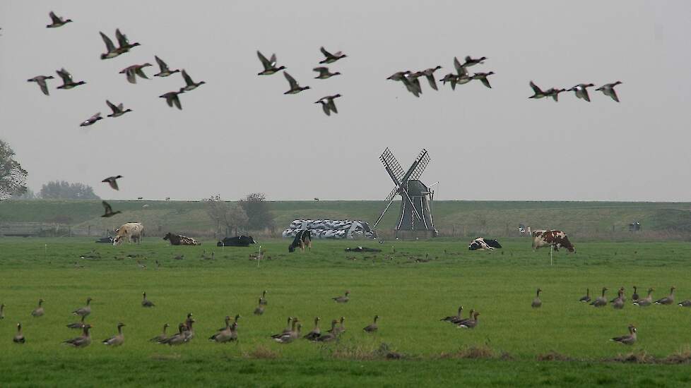 Aangezien het virus bij veel wilde (water)vogels werd vastgesteld in de afgelopen maanden, is het risico op uitbraken extra groot, waarschuwt de Europese Autoriteit voor Voedselveiligheid (Efsa).