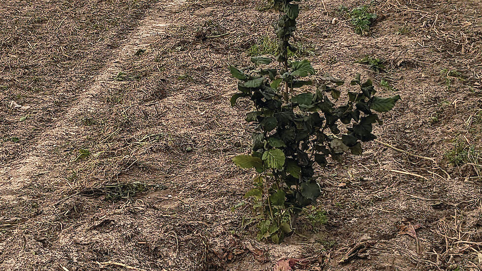 Phillipe Mattez plantte hazelaars in lange rijen op 18 hectare. Voorlopig teelt hij ertussenin.