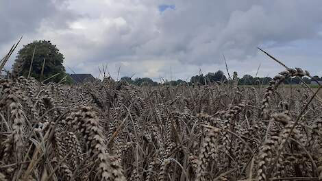 Een deel van het graan ging verloren door een drietal kletsnatte weken vlak voor de oogst