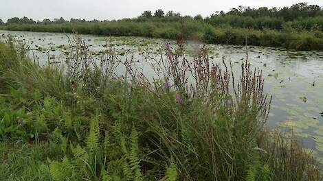 De Oostelijke Vechtplassen als voorbeeld van een Natura 2000-gebied.