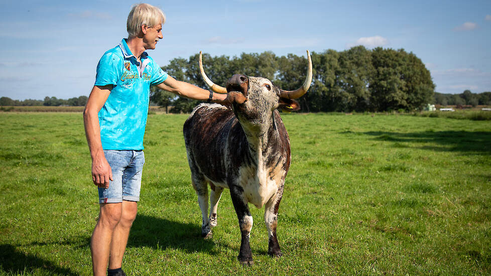 John loopt elke dag naar de vleeskoeien om te kijken hoe het met ze gaat.