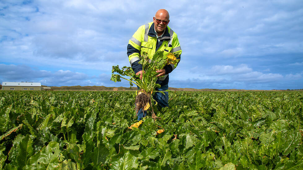 Nico Zegers heeft in de vroeglevering 5 hectare bieten geleverd, met een gemiddelde opbrengst van 60 ton. Voor de volgende leveringen hoopt hij op meer opbrengst.