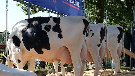 Tijdens de open dag werd een groep dochters van ABS stieren gepresenteerd. Al deze dieren zijn afkomstig van Melkveebedrijf de Brouwer uit Goirle die al ruim 46 jaar gebruikmaakt van het paringsprogramma GMS.