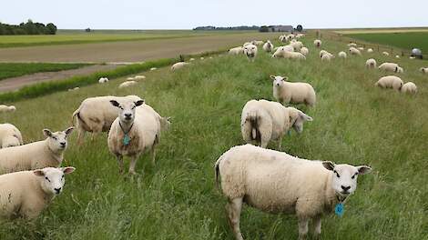 Beeld van schapen ter illustratie. Deze schapen hebben geen blauwtong