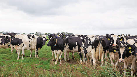 De koeien worden eind september nog dag en nacht geweid. Ze blijven geen dag en nacht op hetzelfde perceel.