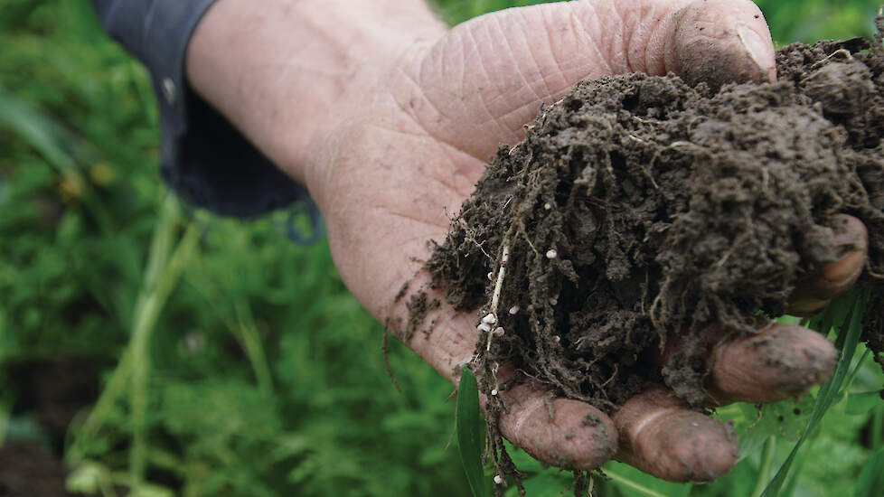 Vlinderbloemigen zoals bonen, klaver en lupinen slagen erin om de bodembacterie Rhizobium te verleiden om bij hen te komen ‘inwonen’ in de plantencel van een wortelknol.