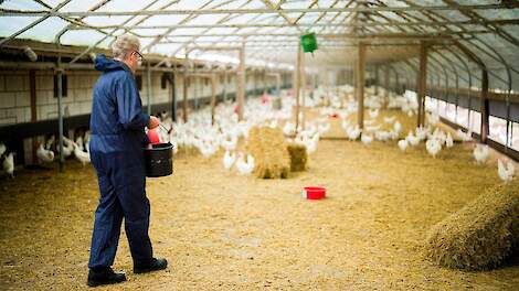 De leghennenhouders in het Beter voor Natuur & Boer-programma van Albert Heijn houden witte leghennen omdat die efficiënter omgaan met hun voer dan bruine hennen. Dat is beter voor het milieu.