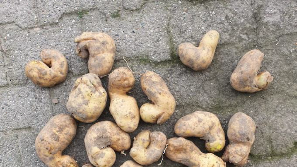 Vergroeide aardappelen door droogte en daarna veel regen.